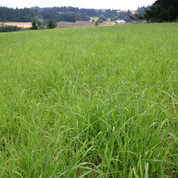 Silver Falls Seed Company Durable Pasture Mix