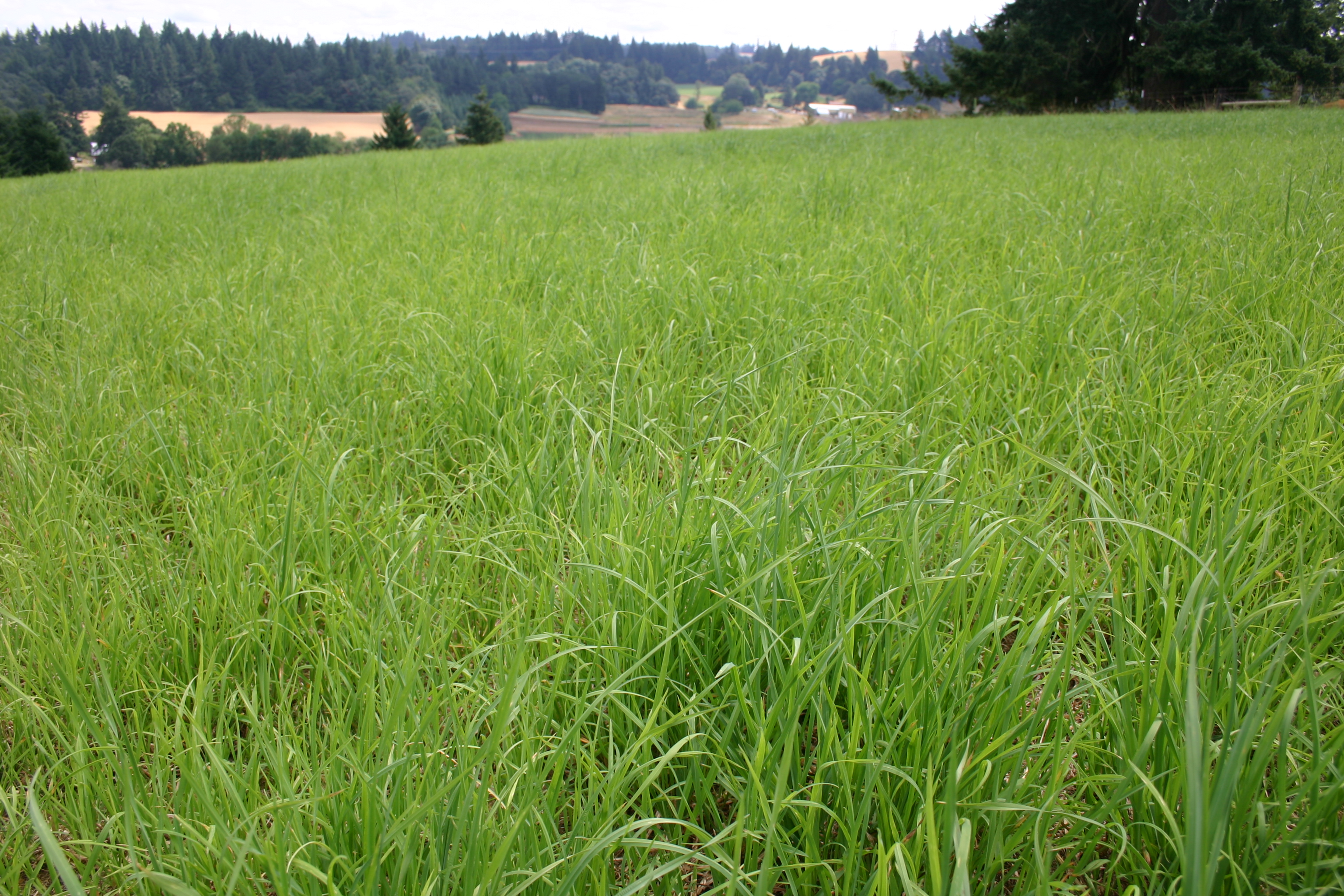 Silver Falls Seed Company - Durable Pasture Mix