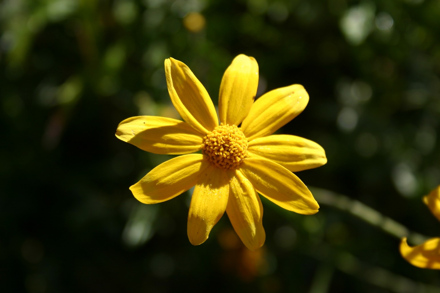 Silver Falls Seed Company - Orange Wildflower Mix