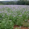Phacelia Lacy Fiddleneck