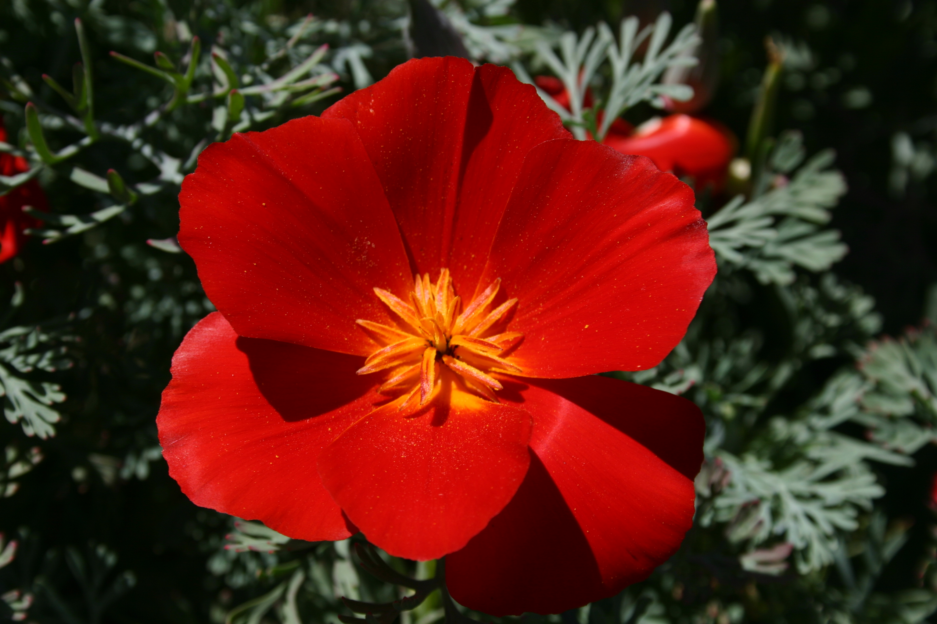 Stor vrangforestilling Tage med enkemand Silver Falls Seed Company - Poppy - California Red Chief