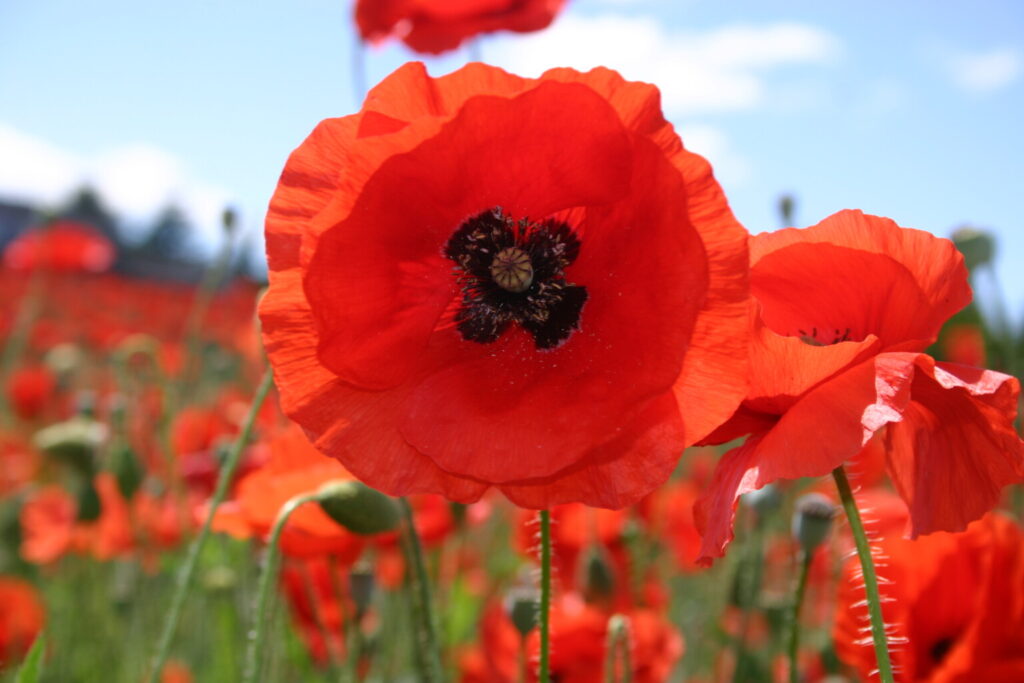 Silver Falls Seed Company - Red Poppy - American Legion