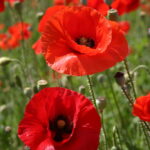 Silver Falls Seed Company - Red Poppy - American Legion