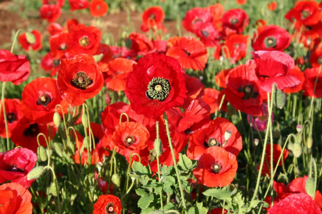 remembrance poppy sale