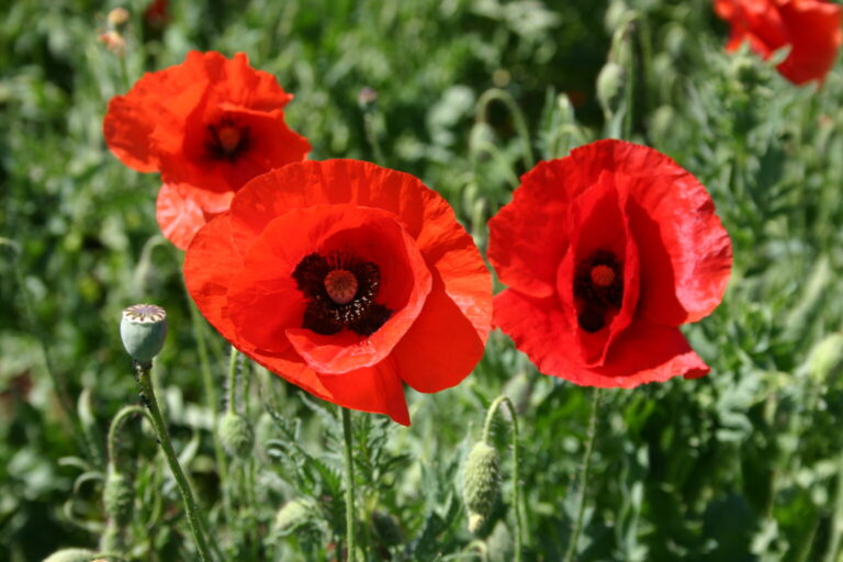 Silver Falls Seed Company - Red Poppy - American Legion