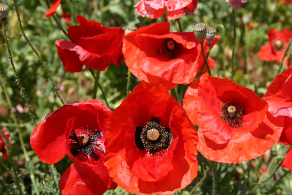 Silver Falls Seed Company - Red Poppy - American Legion