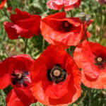 Silver Falls Seed Company - Red Poppy - American Legion