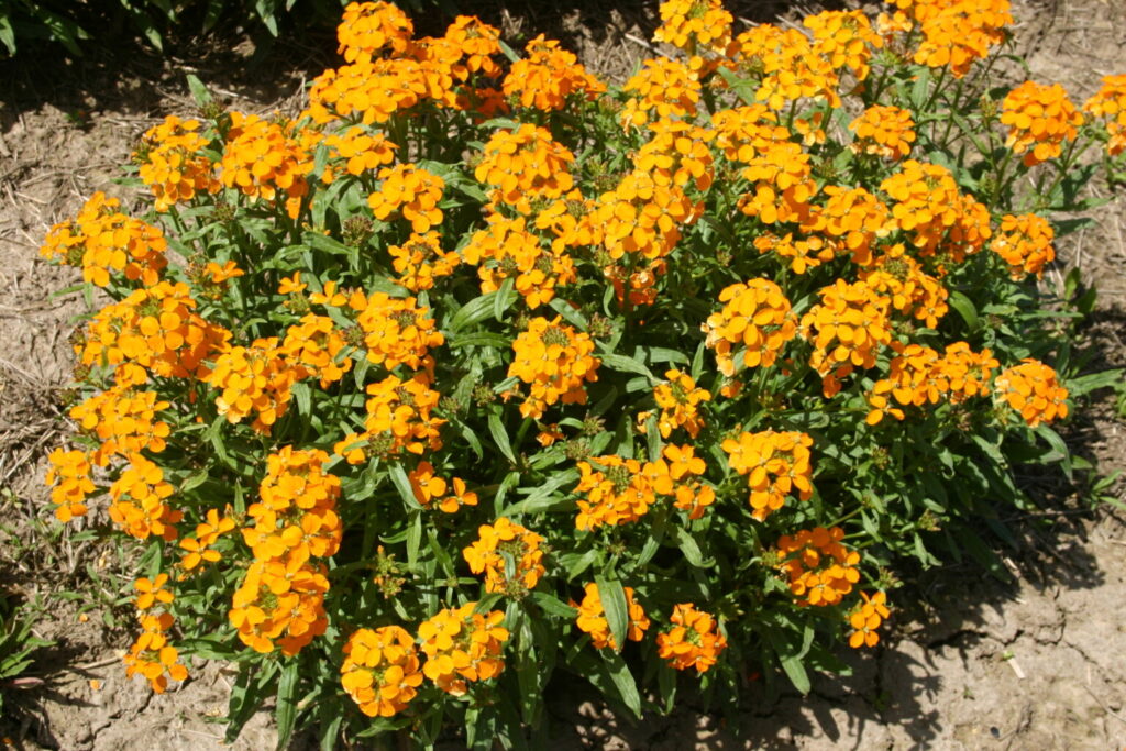 Silver Falls Seed Company Wallflower Siberian