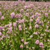 Sea Blush - Image 11