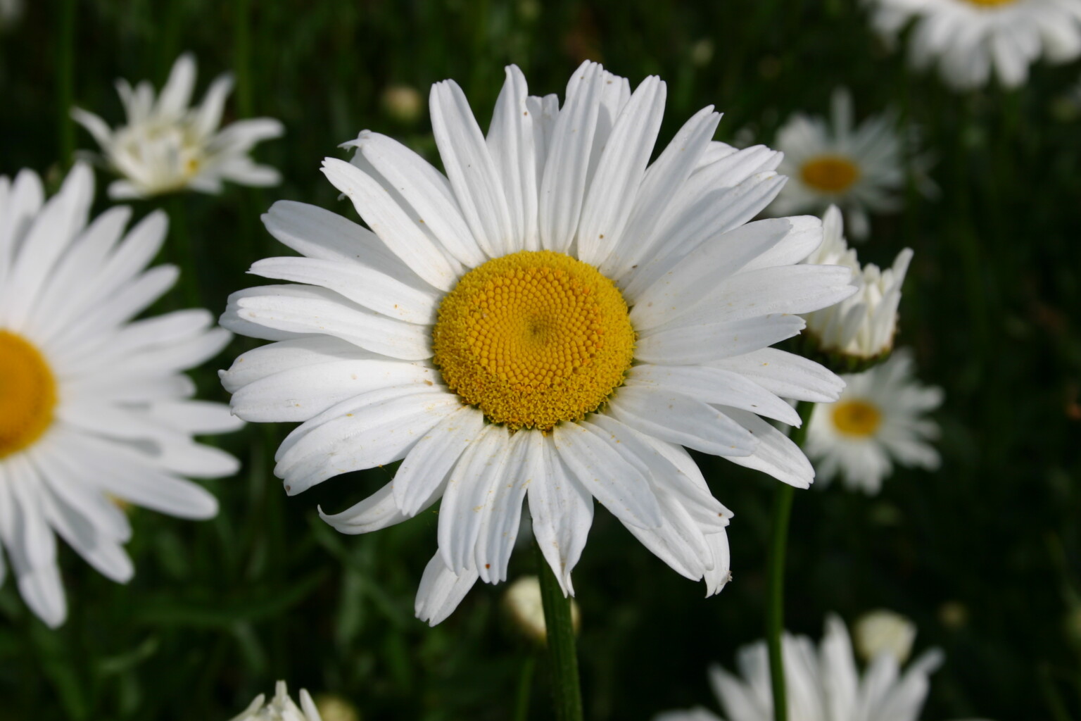 Image of Shasta Daisy perennial flower full sun