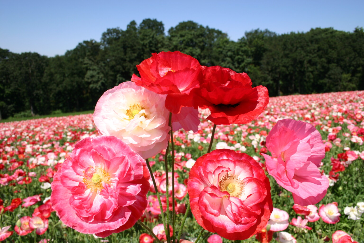 Poppy Peony Seeds - Double Mixed, Flower Seeds in Packets & Bulk