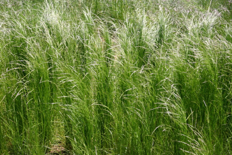 Silver Falls Seed Company - Hairgrass - Slender