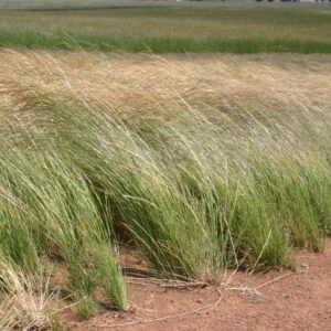hairgrass