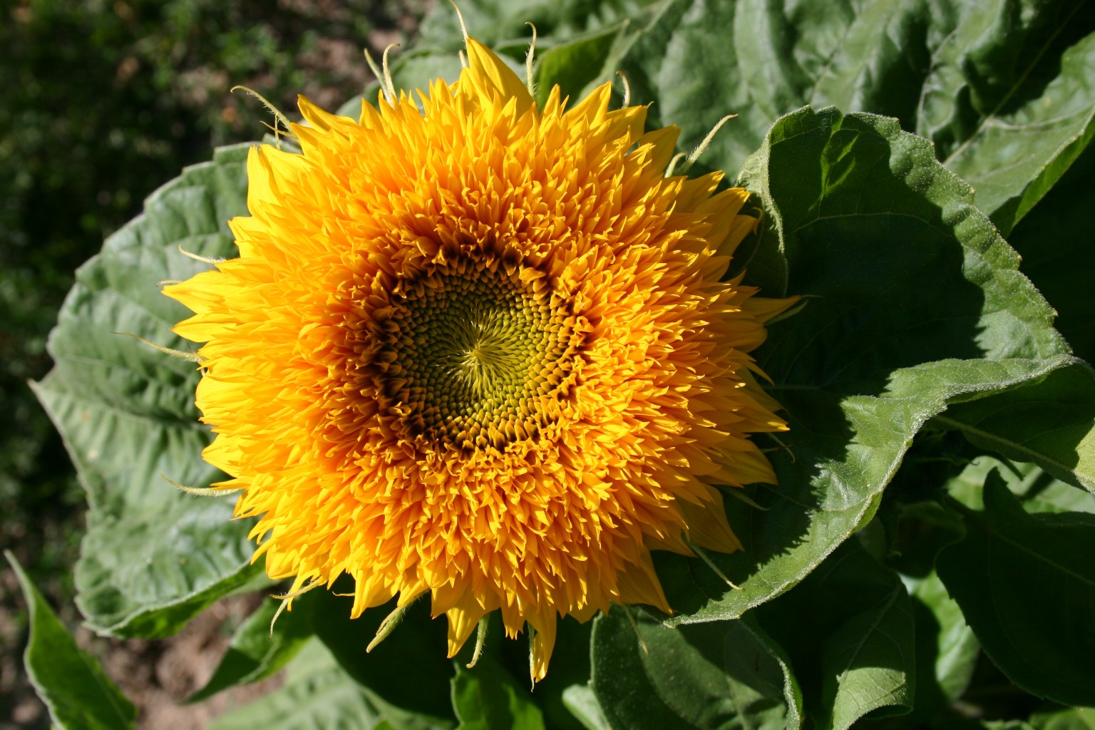 sunflower teddy bear dwarf sungold seed