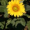 Sunflower Dwarf Sunspot