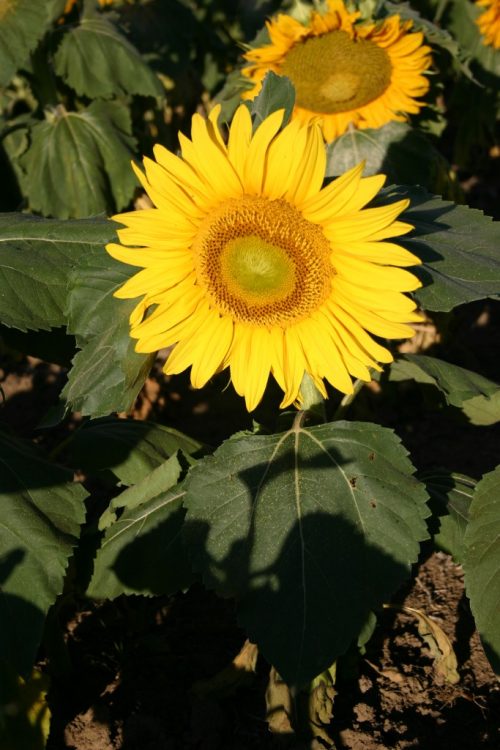 Sunflower Dwarf Sunspot