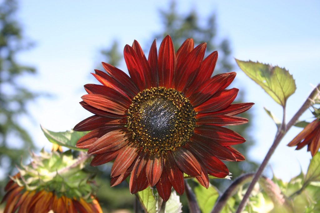 Sunflower Velvet Queen