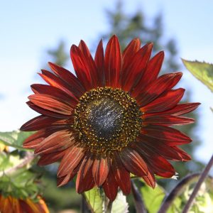 Sunflower Velvet Queen
