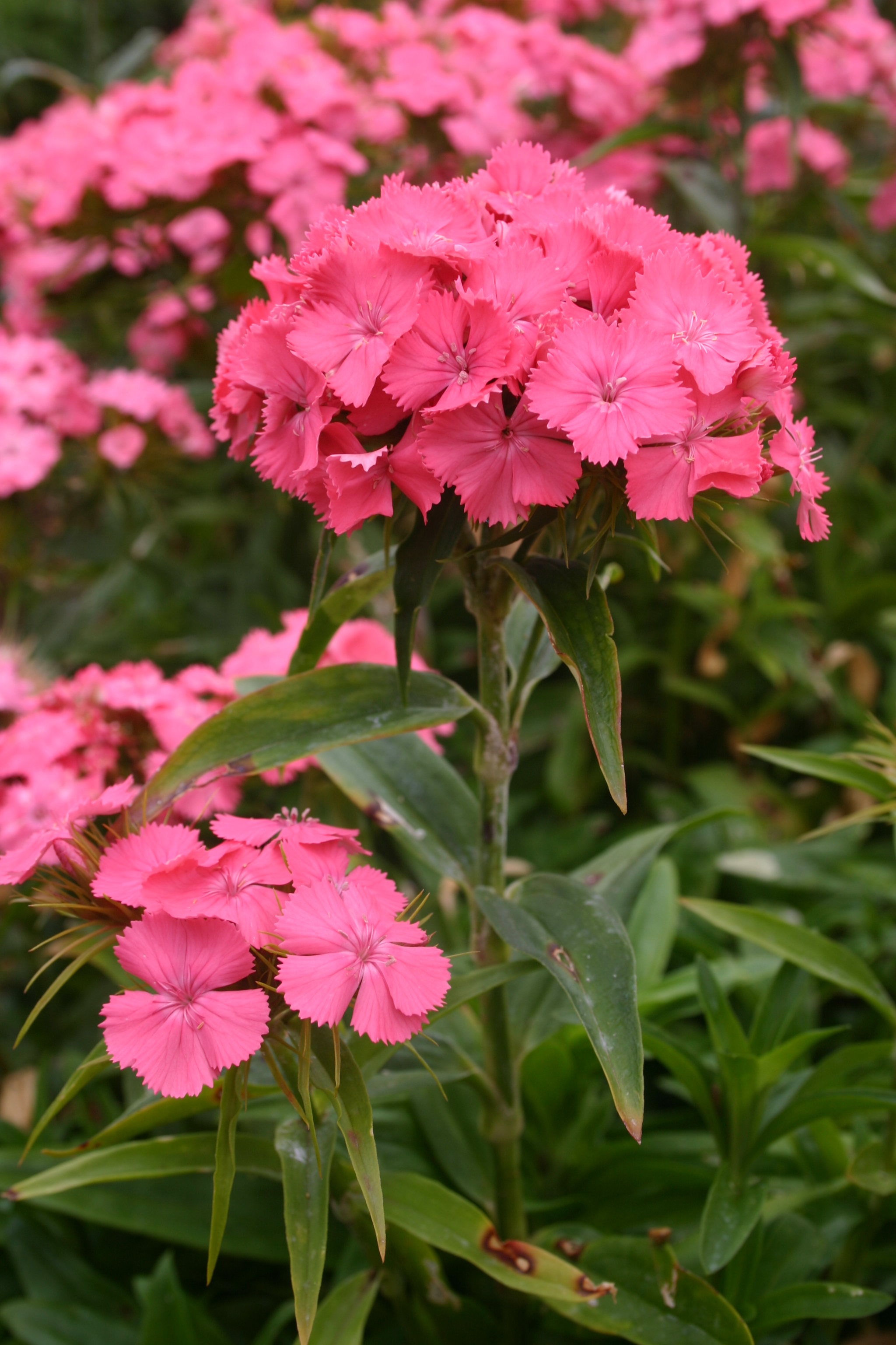 Pink Wildflower Seed Mix