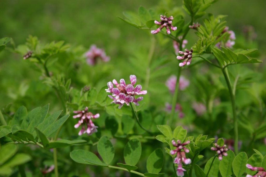 Silver Falls Seed Company - Vetch - Big Deer