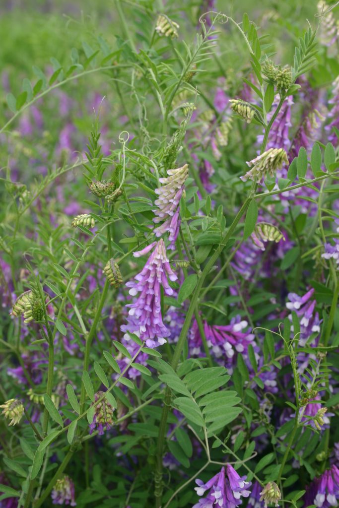 Silver Falls Seed Company Vetch Hairy