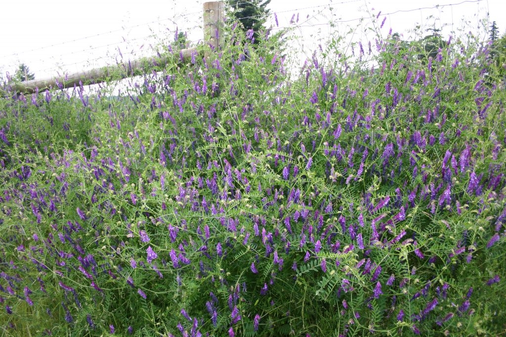 Silver Falls Seed Company Vetch Hairy
