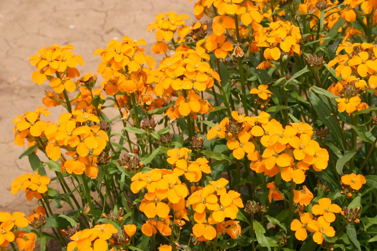 Silver Falls Seed Company - White Wildflower Mix