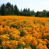 Wallflower Siberian