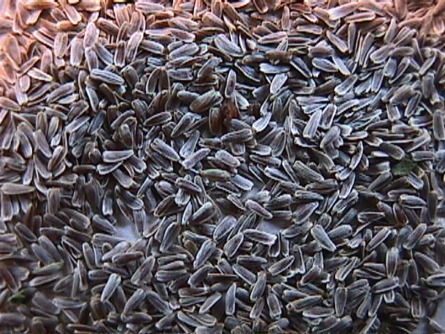 Yarrow Seeds Western Yarrow Seeds Achillea millefolium occidentalis Seeds | Woolly Yarrow Seeds