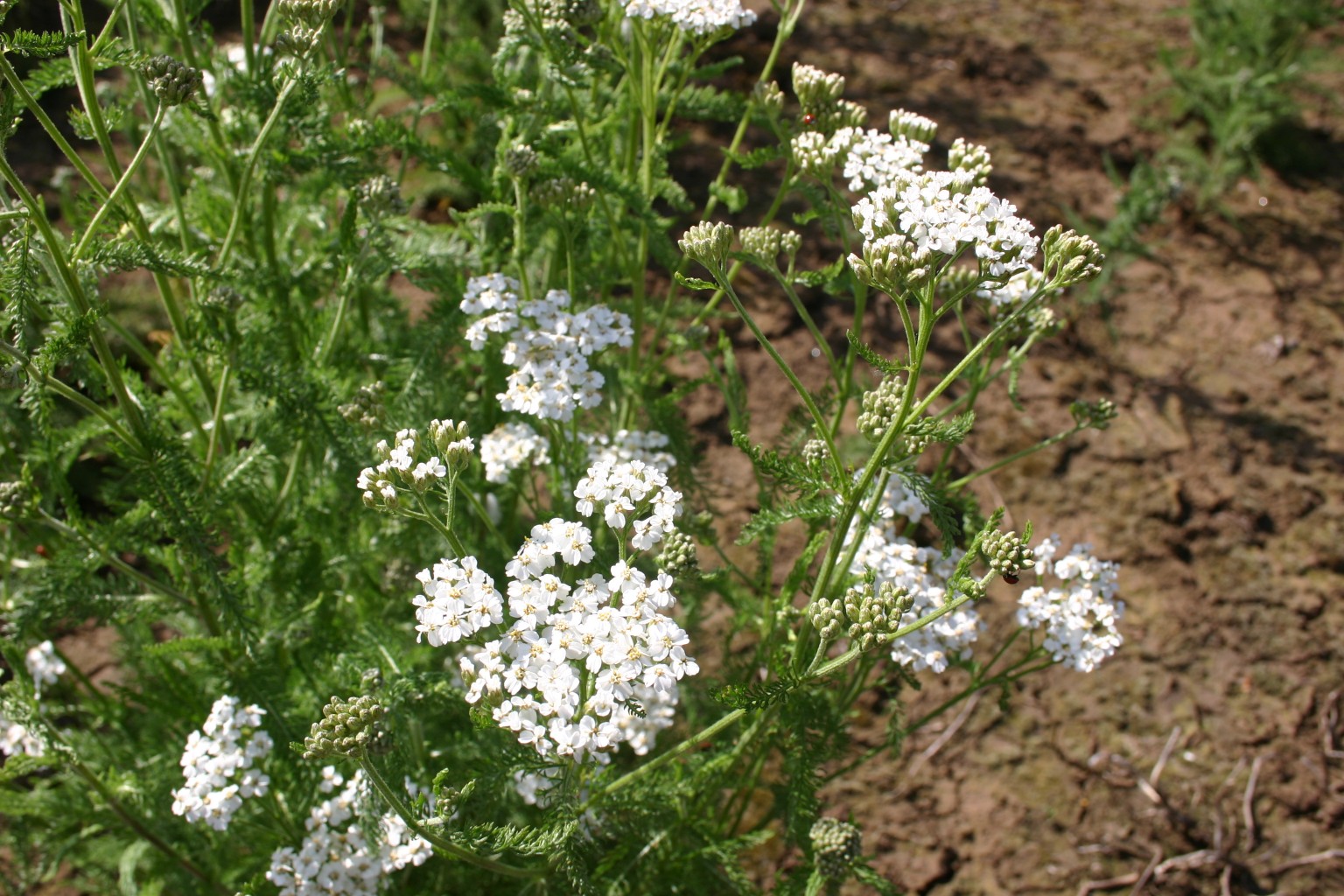 Silver Falls Seed Company - Orange Wildflower Mix