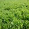 Brome - California - Image 9