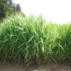 Brome - California - Image 10