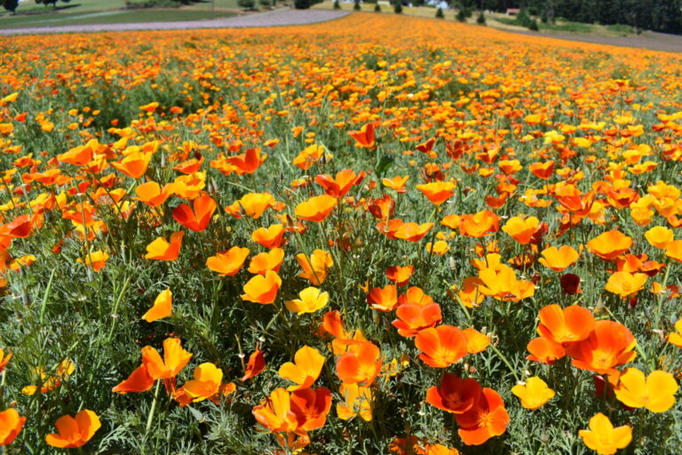 Silver Falls Seed Company - Poppy - California Mikado