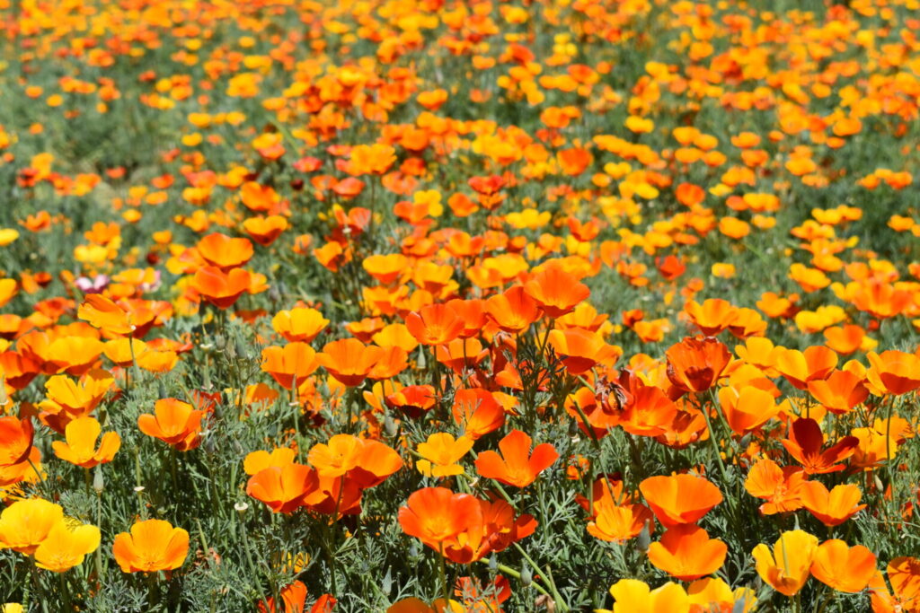 Silver Falls Seed Company - Poppy - California Mikado