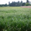 Brome - California - Image 11