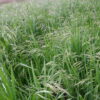 Brome - California - Image 12