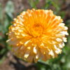 Calendula - Pacific Beauty Apricot