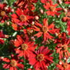 Coreopsis - Plains Dwarf Red