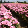 Godetia - Pink - Image 17