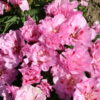 Godetia - Pink - Image 18