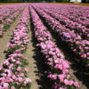 Godetia - Pink - Image 19