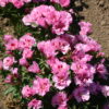 Godetia - Pink - Image 20