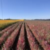 Clarkia - Mountain Garland Mix - Image 11
