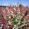 Clarkia - Mountain Garland Mix - Image 14