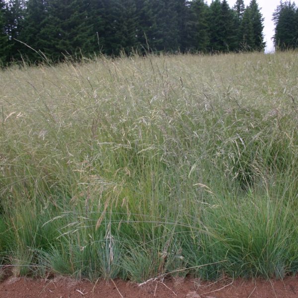 Silver Falls Seed Company Fescue Roemers