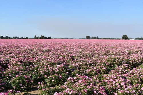 Rose Mallow - Dwarf Pink - Image 17