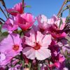 Godetia - Tall Mix