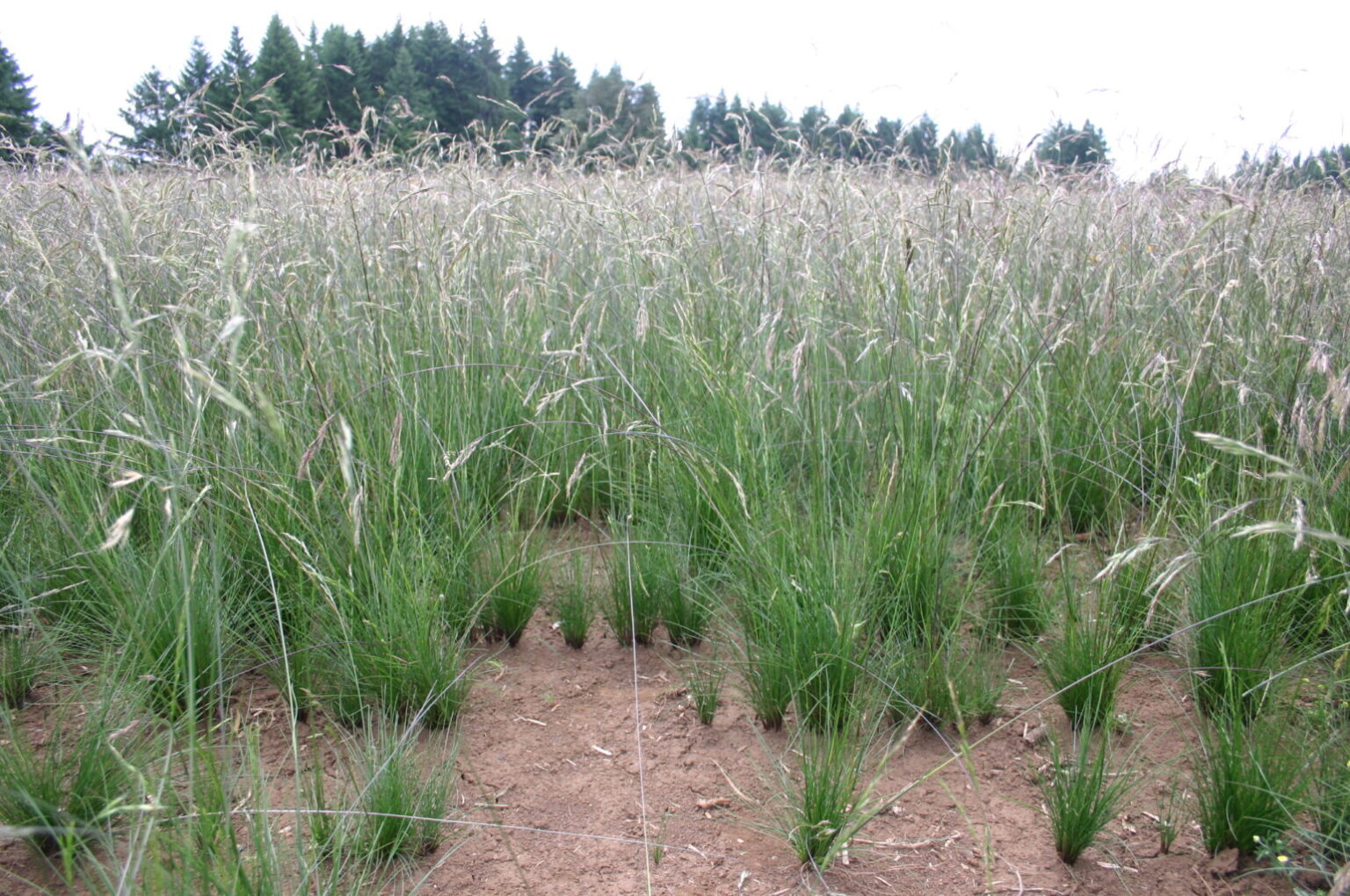 Silver Falls Seed Company Fescue Western