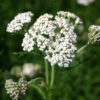 Yarrow - Western
