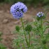 Gilia Blue